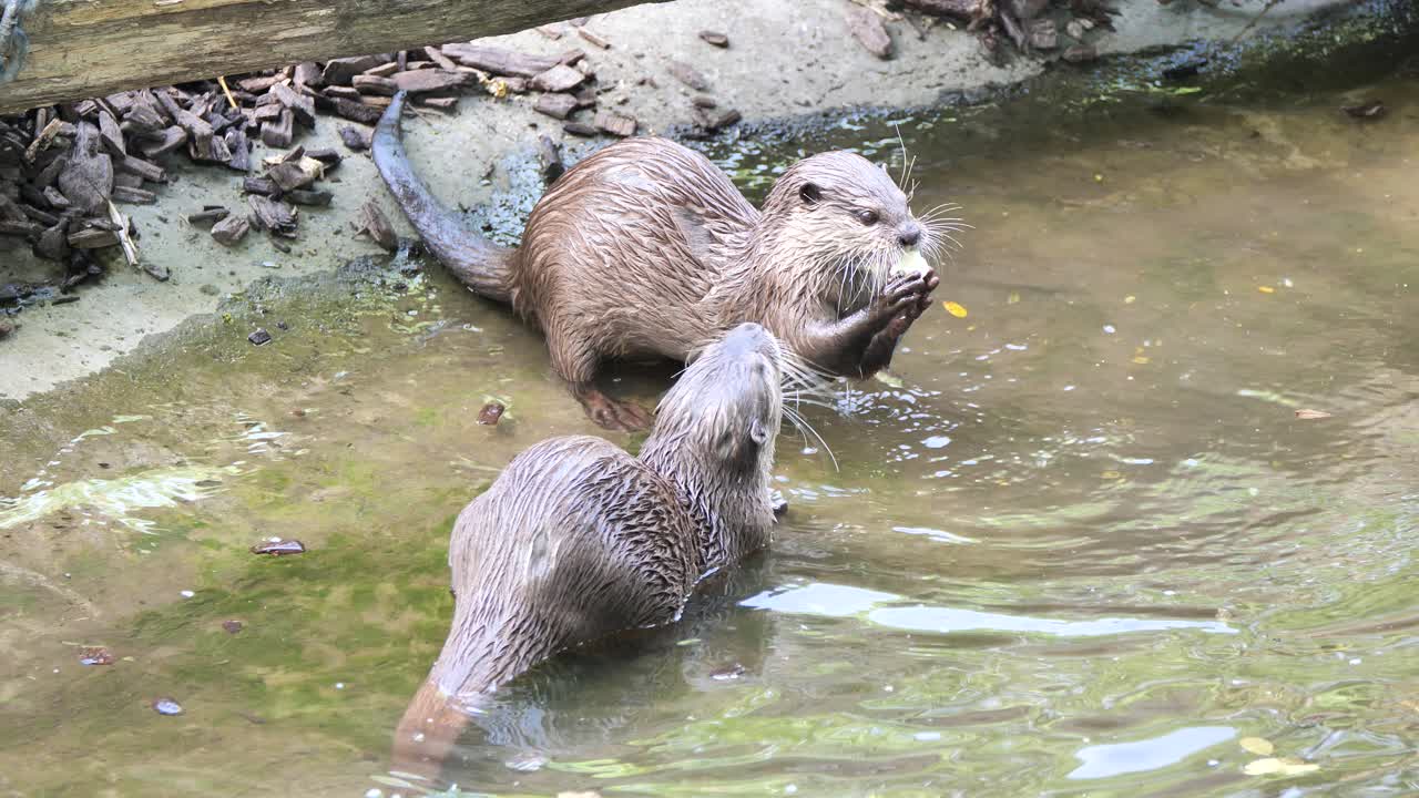 Coppia di lontre selvatiche nel lago che catturano e mangiano pesci nella natura selvaggia