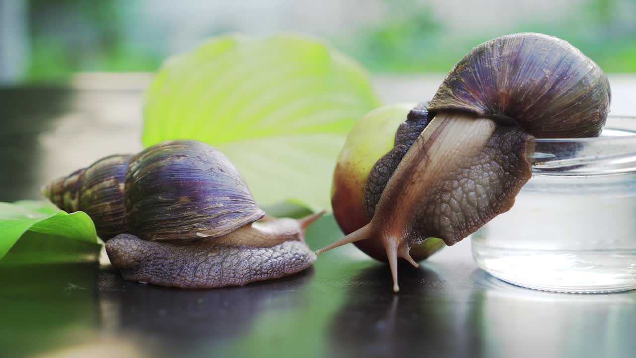 Giant African land snails (Achatina fulica) eating apple