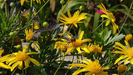 Abejas-Ocupadas-Recogiendo-Miel-Entre-Las-Flores