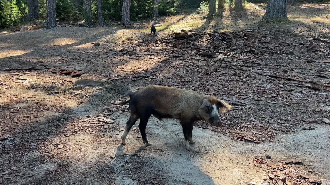 어린 야생 돼지 돼지 들 이 카메라 를 바라보고 있다