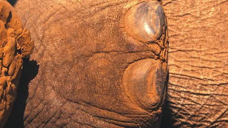 closeup of elephants foot, sideways