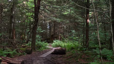 a sign at the trailhead points the way to a boarded pathway in the forest wilderness