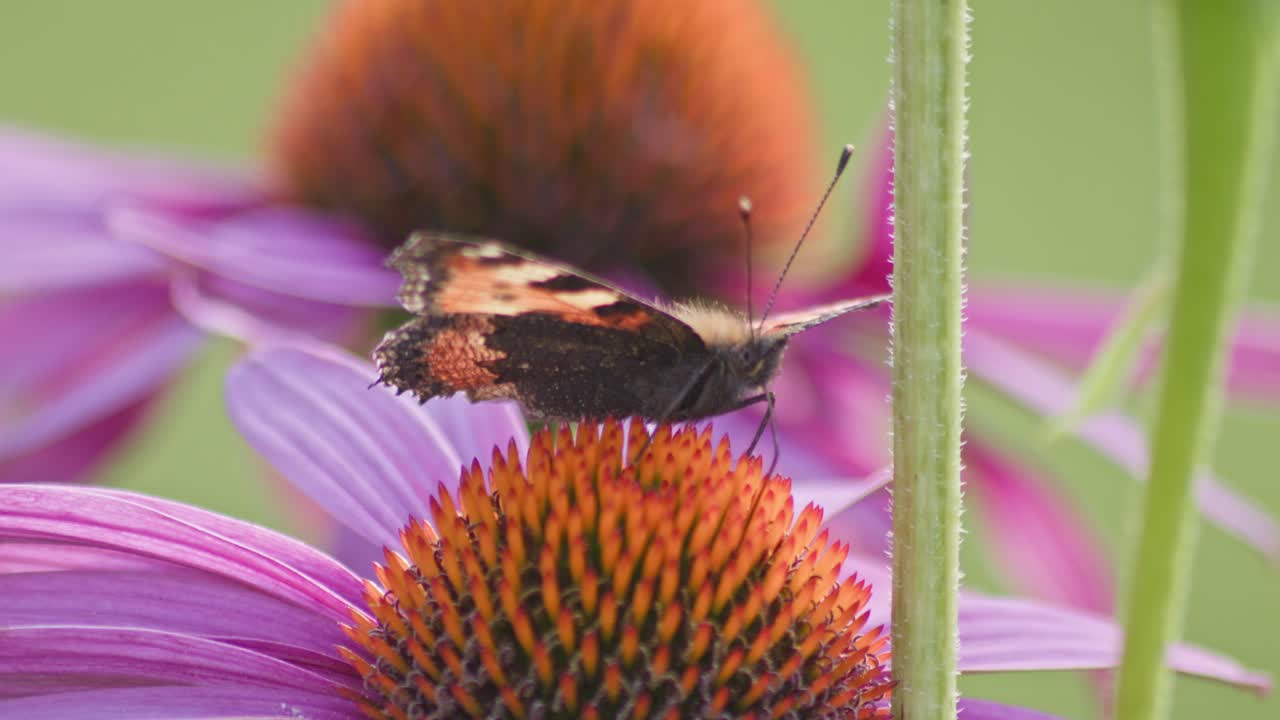 한 작은 거북이 데기 나비는 바람이 불면 빛 아래에서 오렌지색 콩꽃의 수액을 먹습니다.