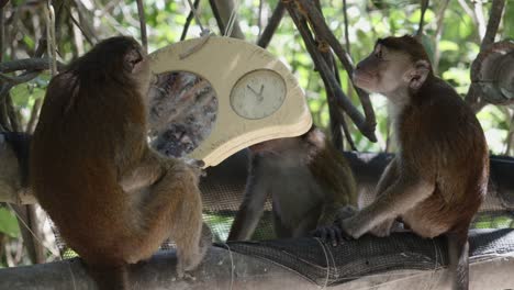 monkeys sit in mangrove tree forest play area staring at clock and in hanging mirror