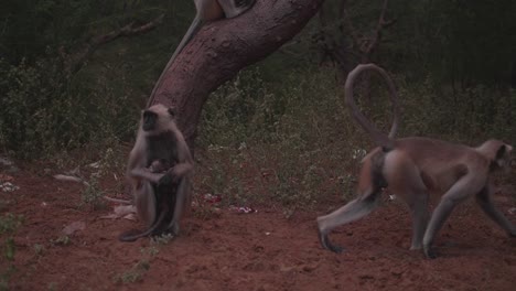 Familia-De-Monos-Langur-Con-Un-Bebé,-Un-Bebé-Curioso-Se-Aferra-Fuertemente-A-Su-Madre