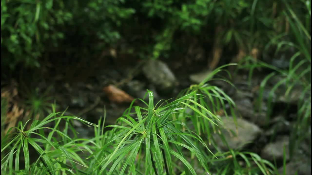 plantas verdes junto a un arroyo en un bosque