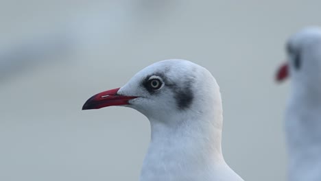 seagull portrait, bang pu, samut prakan, thailand