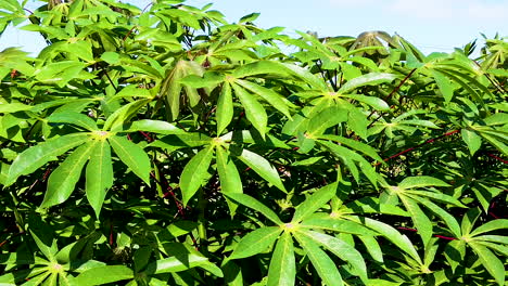 hojas verdes de yuca en la rama de un árbol en la plantación de agricultura de campo de yuca