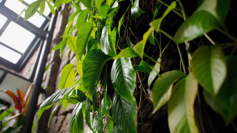 lush green foliage against a textured stone wall