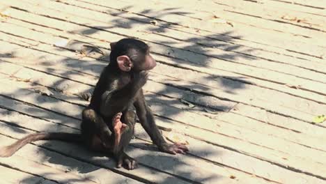 little monkey scratching itself in the nairobi national park 2020