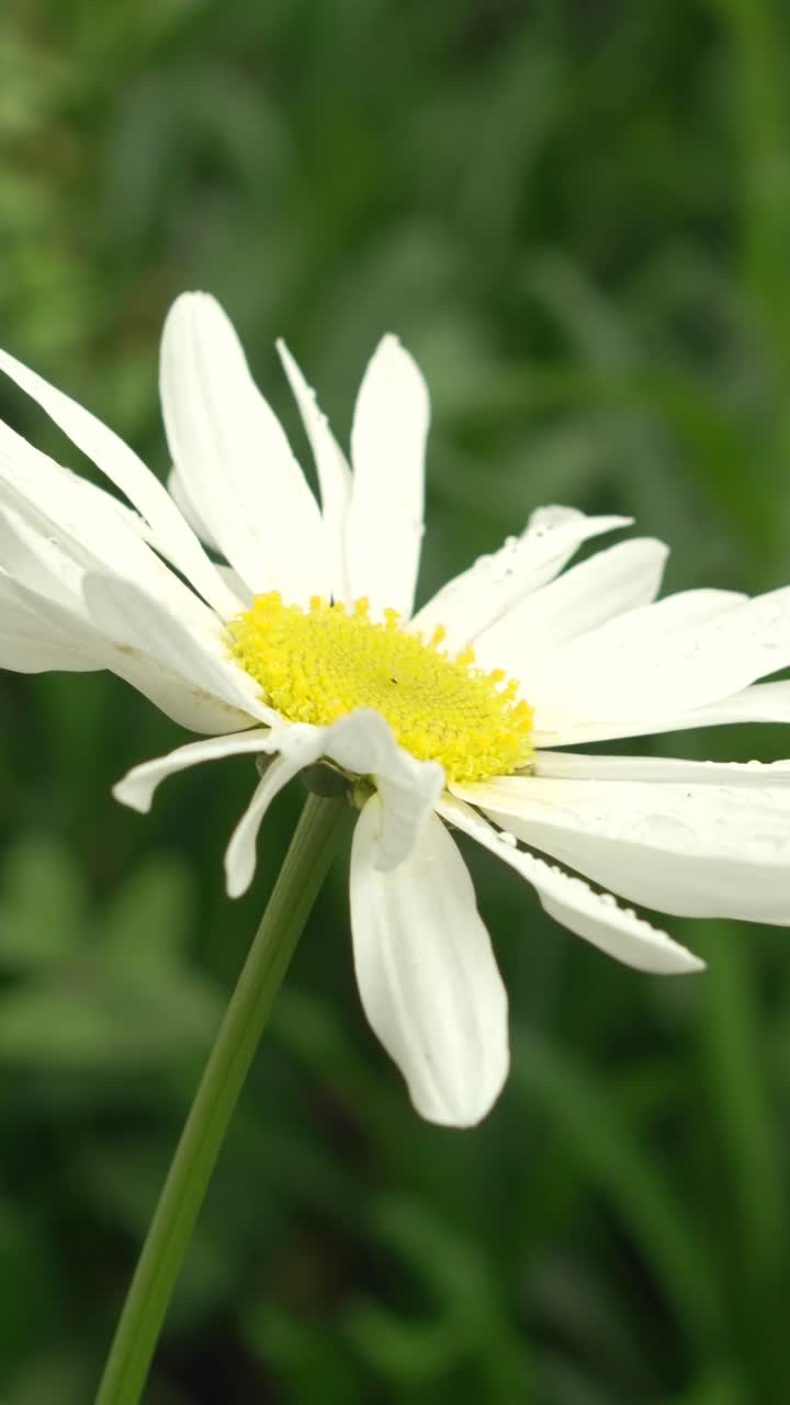 Close-up of beautiful white wild flower with dew on petals in green meadow.
