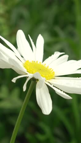 close-up of beautiful white wild flower with dew on petals in green meadow.
