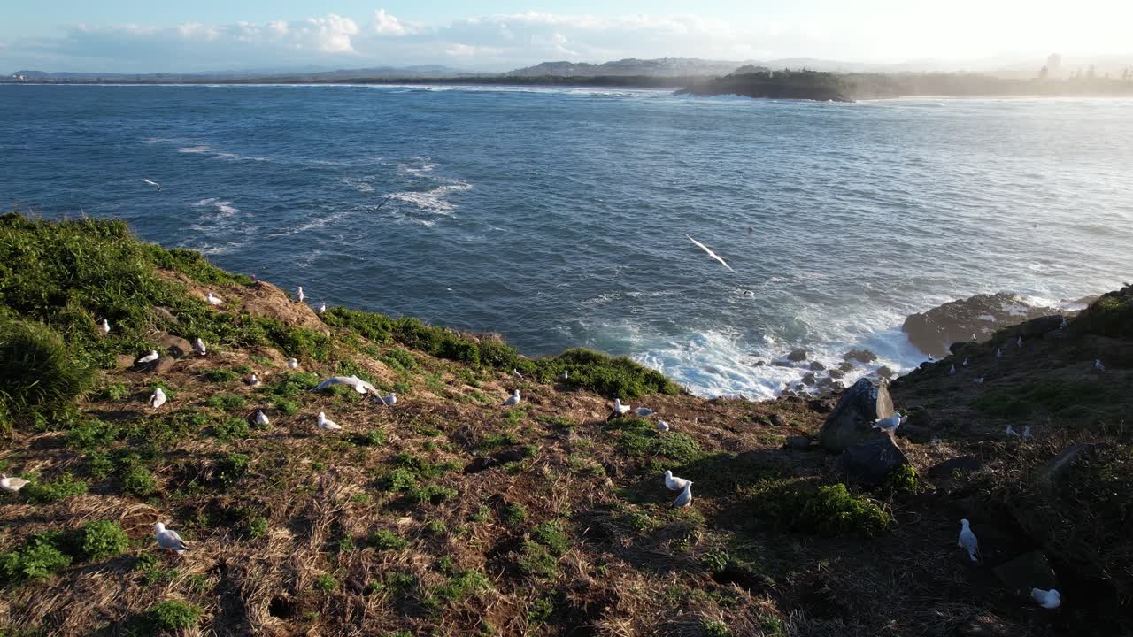 Seagulls on Cook Island With Rocky Coastline By The Blue Sea In Fingal Head, NSW, Australia. - aerial shot
