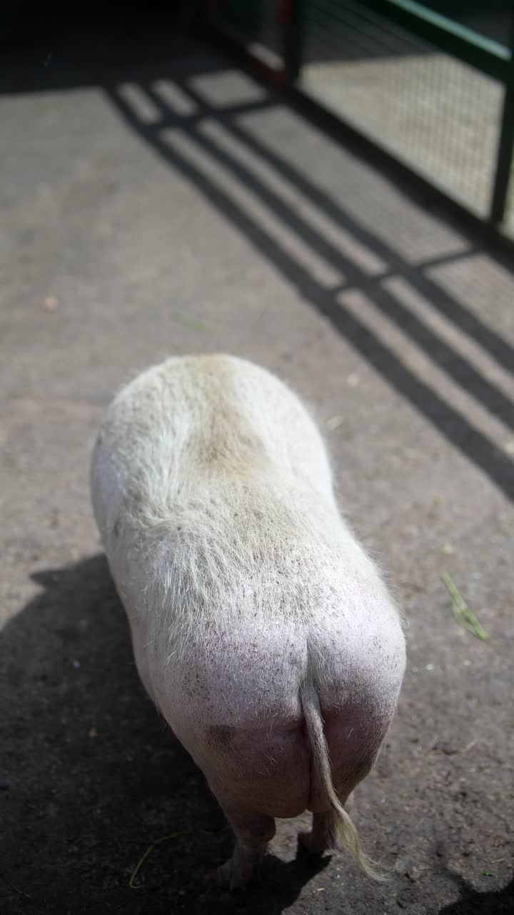 동물원 에 있는 돼지 의 뒷면