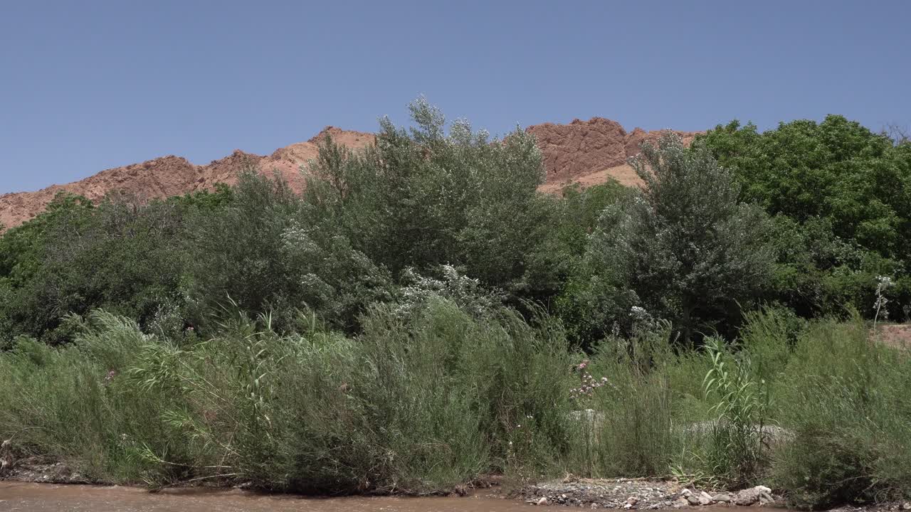 Un gruppo di erbe alte e alcuni alberi non molto alti si muovono allegramente nel vento. Il tutto sullo sfondo di montagne desertiche sotto un cielo azzurro.