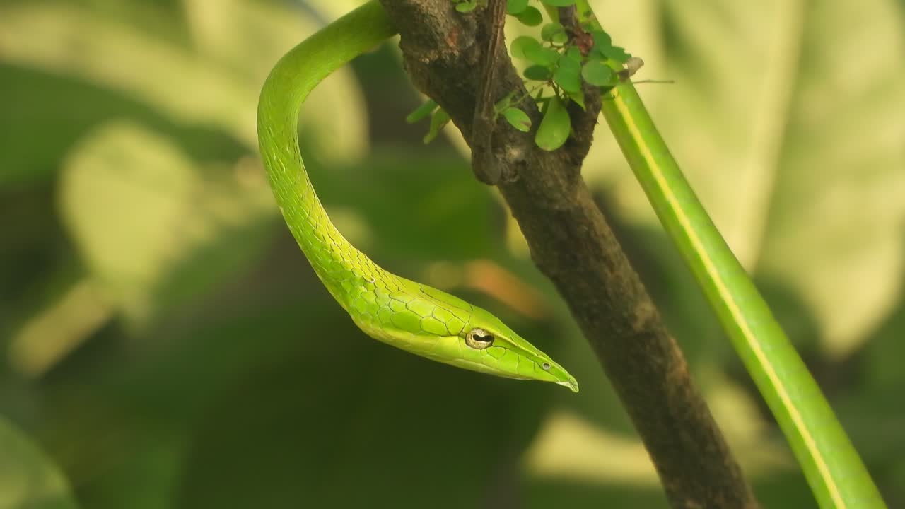la serpiente de nariz larga con ojos brillantes