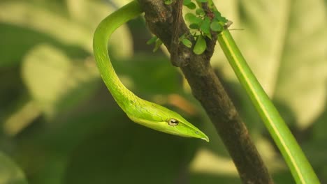 Serpiente-Látigo-De-Nariz-Larga-Y-Ojos-Brillantes