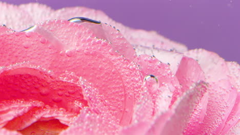 pink rose petals with bubbles