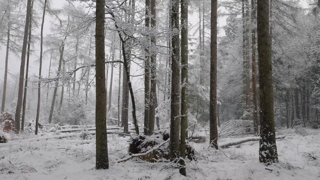 눈 덮인 겨울 숲