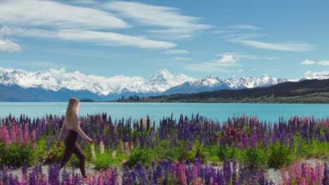 Active-woman-walking-through-Lupin-flower-on-Lake-Pukaki-shore,-Mount-Cook