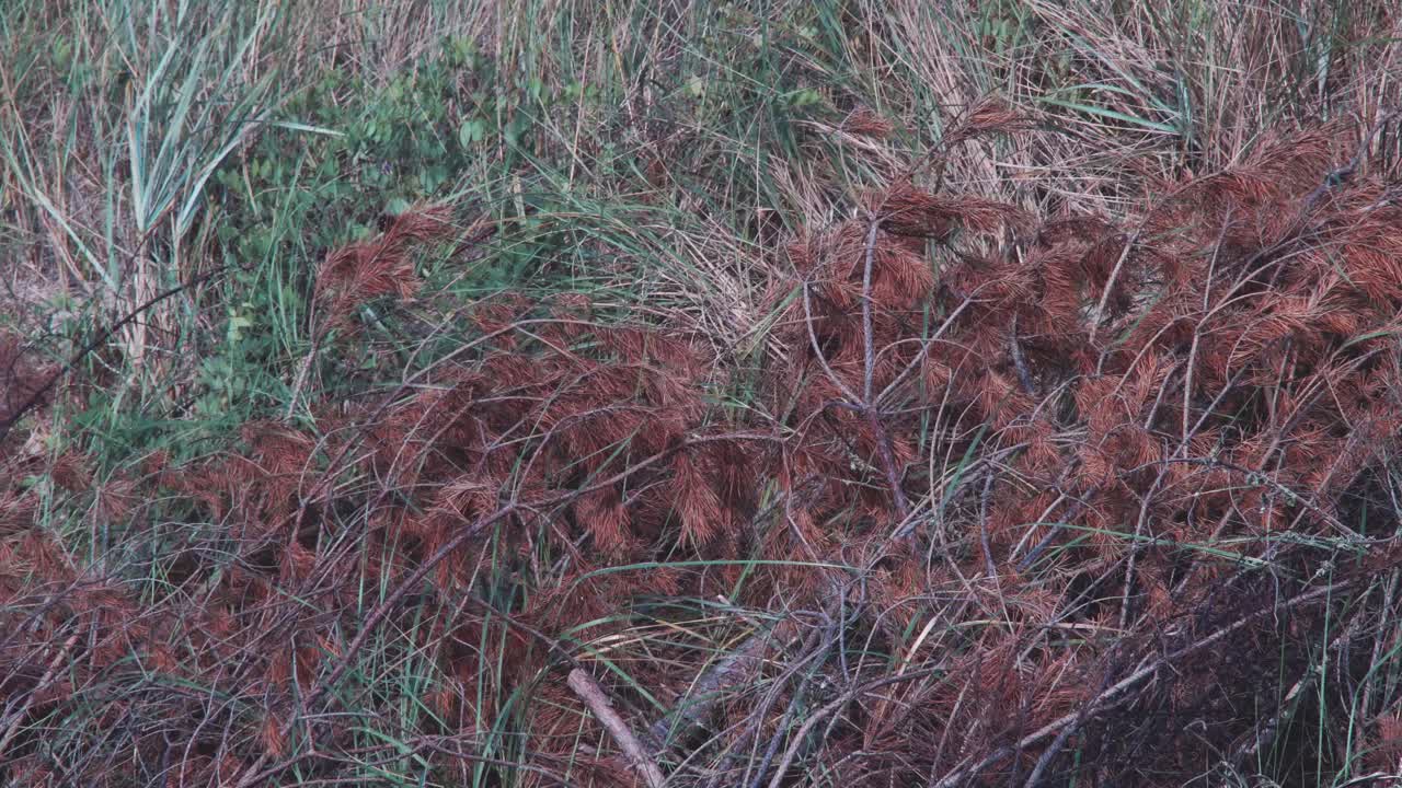 a shot of some nature textures near the coastline