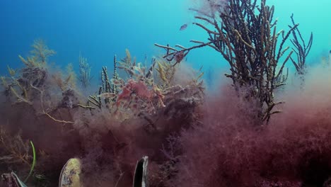 dragón de mar frondoso con huevos 4k cámara lenta sur de australia
