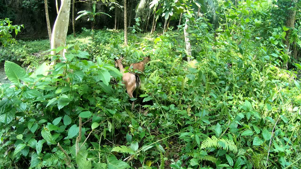 녹색 잎을 먹는 염소, 가와산 폭포