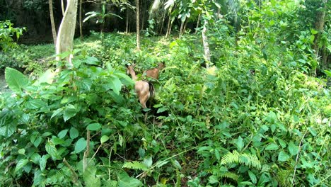 Cabras-Comiendo-Hojas-Verdes,-Cataratas-Kawasan