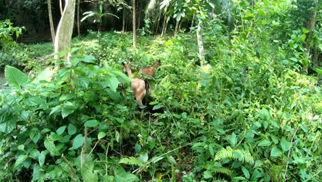 cabras comiendo hojas verdes, cataratas kawasan