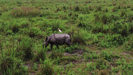 Nashorn,-Das-Morgens-Aus-Dem-Oberen-Winkel-In-Freier-Wildbahn-Spaziert