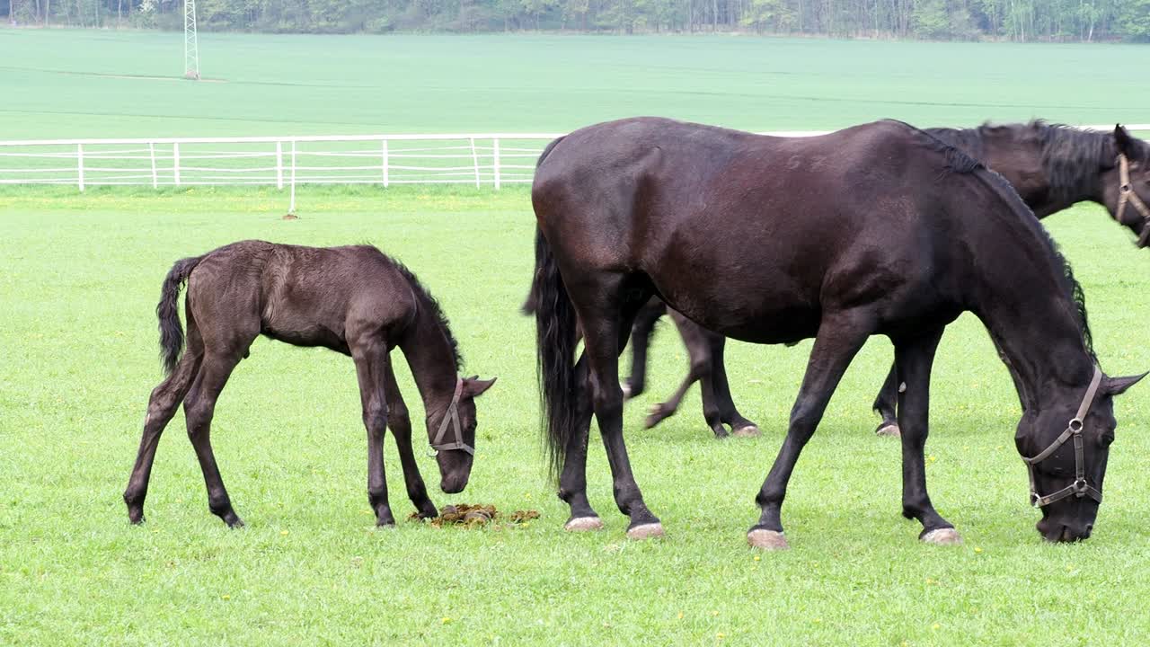 牧草地で子馬といる黒いクラドルビアン馬の母馬。