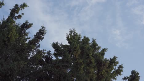 Nahaufnahme-Von-Immergrünen-Bäumen-Mit-Wolken,-Die-Sich-Gegen-Einen-Blauen-Himmel-Bewegen