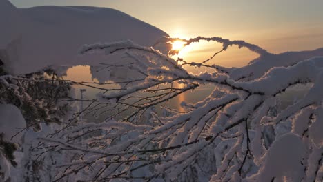 Close-up-snow-on-tree-branches-with-beautiful-sunset-background