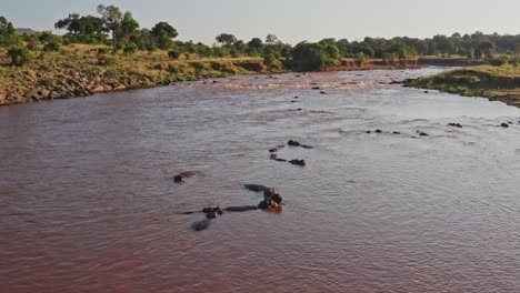 ippopotami nel fiume mara vista aerea da drone, bellissimo paesaggio africano di un gruppo di ippopotami nelle acque fluenti della riserva nazionale di maasai mara, kenya, africa