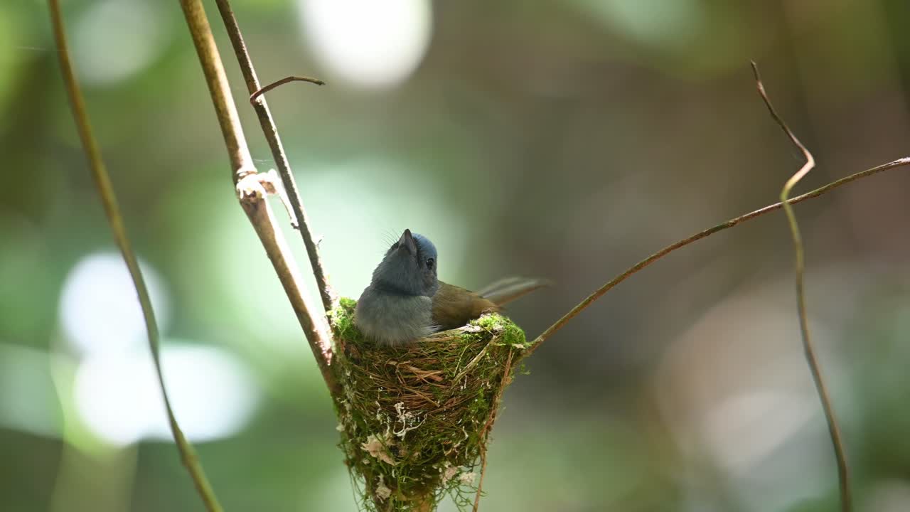 Black-naped Blue Flycatcher, Hypothymis azurea, Kaeng Krachan, Thailand