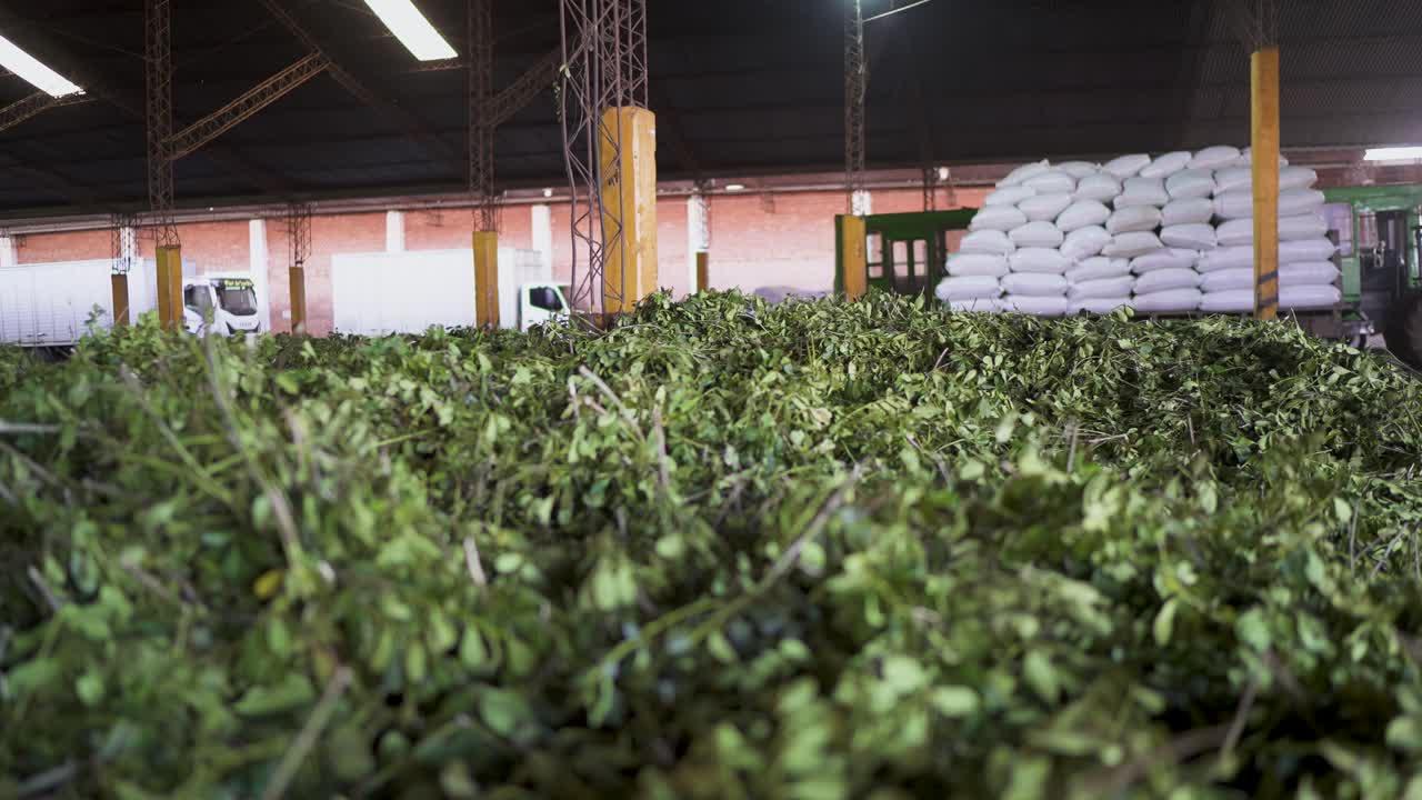 Pile of freshly harvested yerba mate leaves inside a processing facility in Misiones, Argentina, with bags stacked in the background and trucks ready for transport