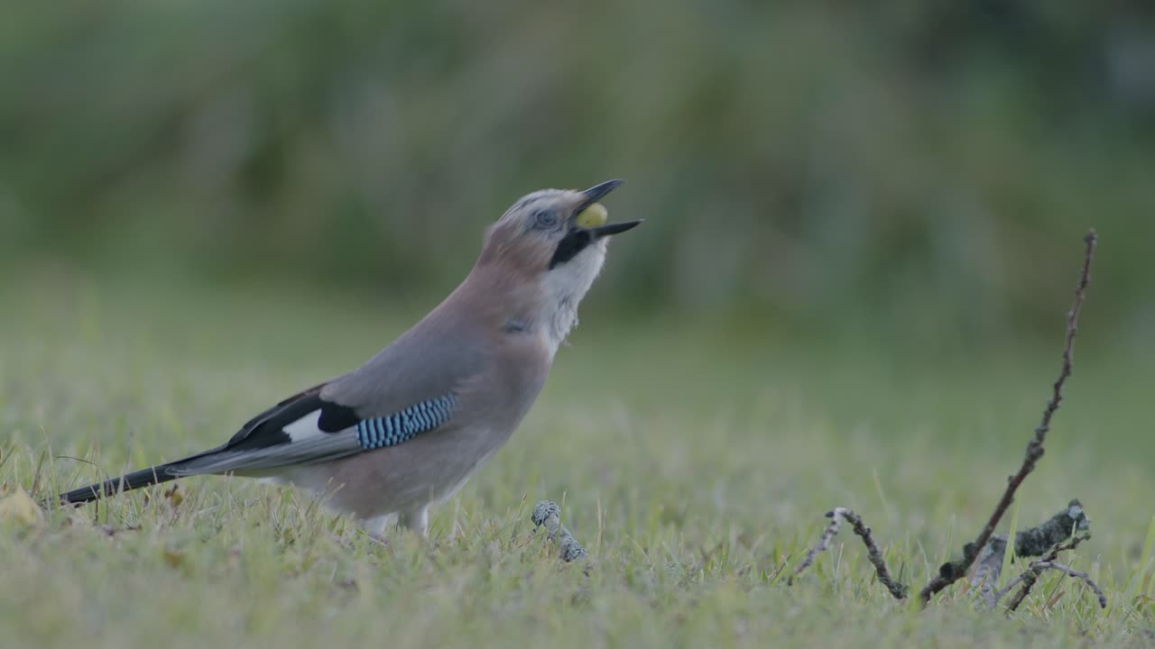 arrendajo euroasiático recogiendo bellotas para el invierno y se las traga