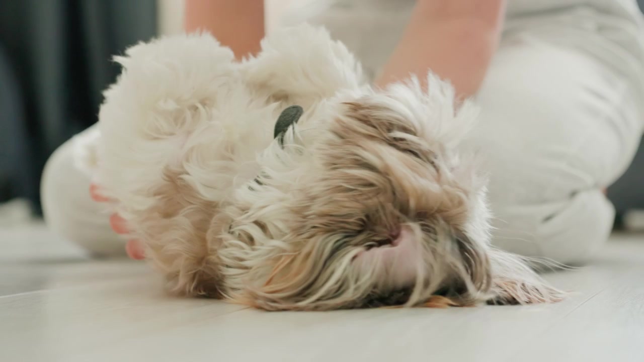 Padrone che accarezza e massaggia un cane soffice e rilassato