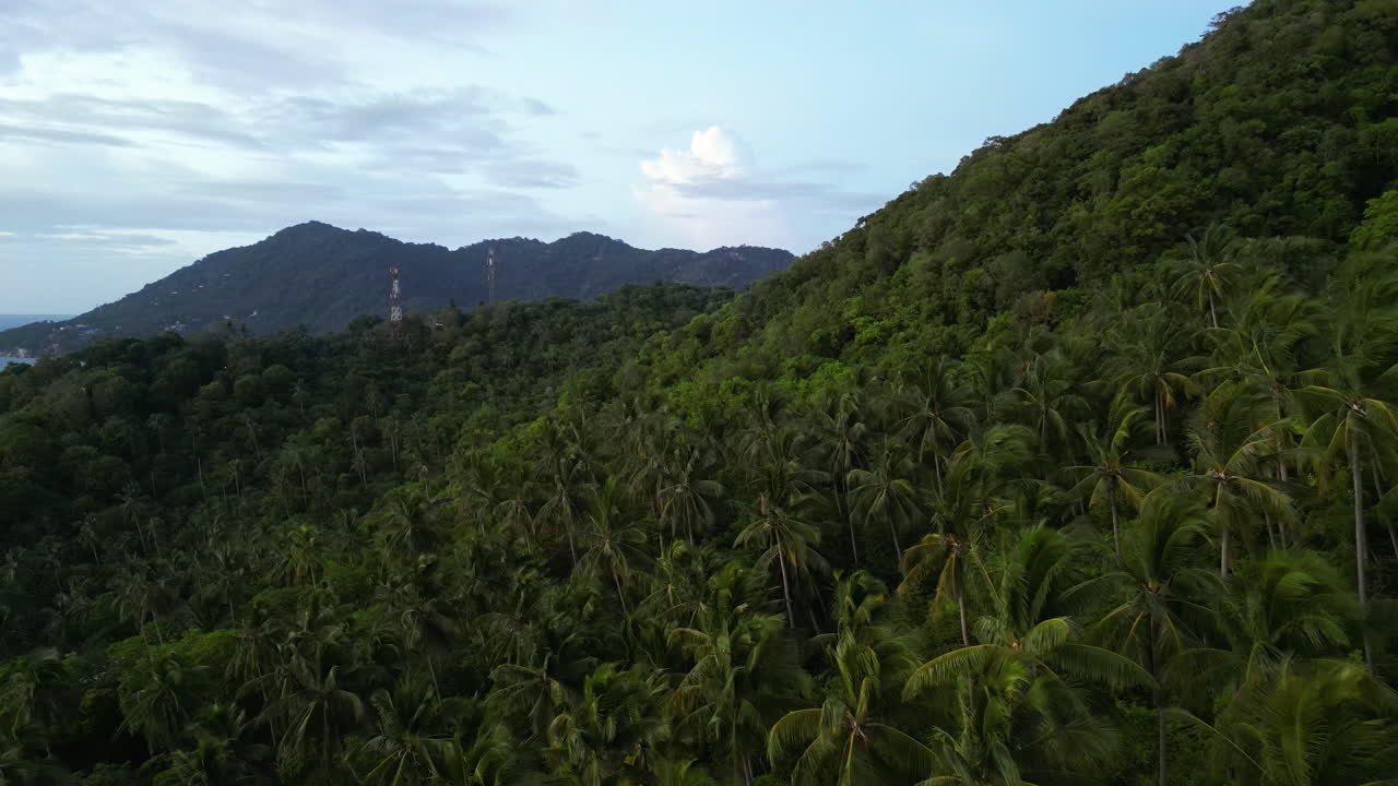 vista aérea del bosque tropical de palmeras en koh tao, tailandia