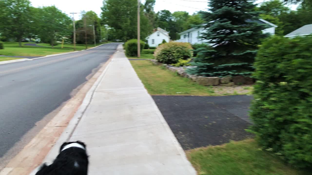 Border Collie dog in lower left of frame walking down a sidewalk in a rural community
