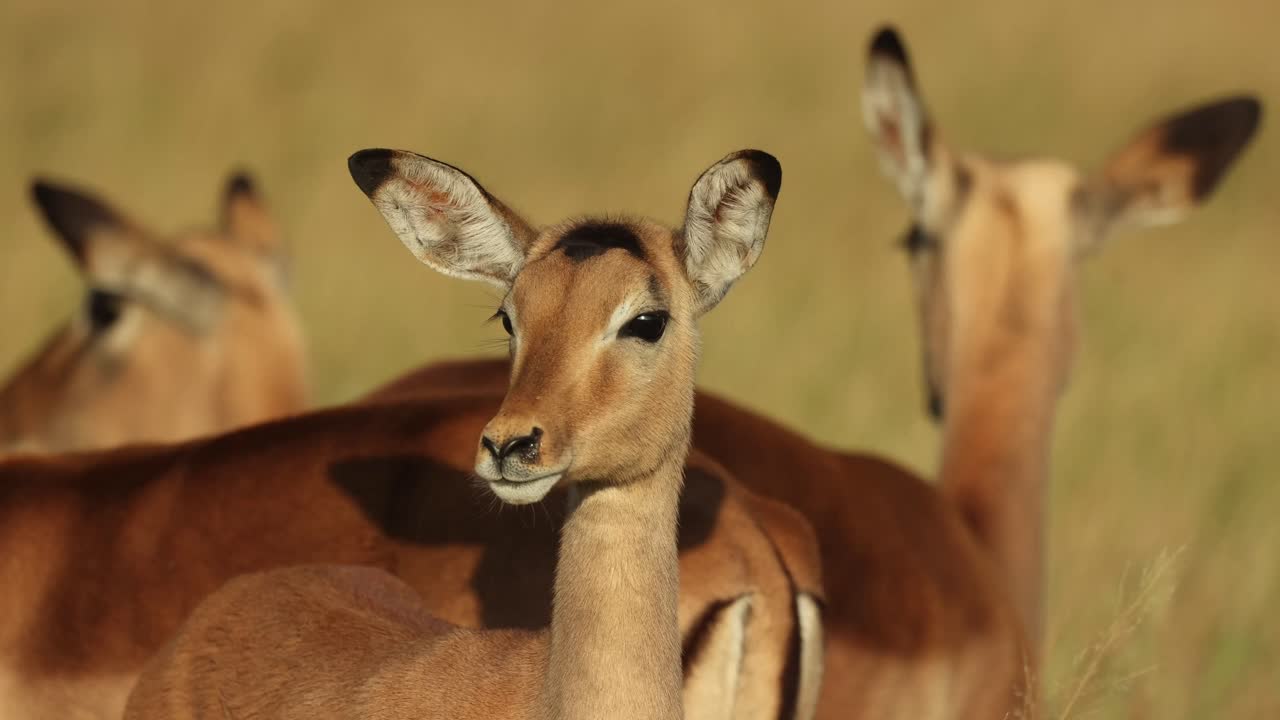 Closeup of a young impala antelope's face with the rest of the herd in the background, in Kruger National Park.