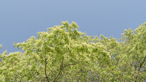 a tree with green leaves in blue sky