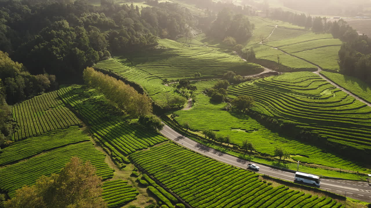 Vista aerea di lussureggianti piantagioni di tè verde e strada nelle Azzorre
