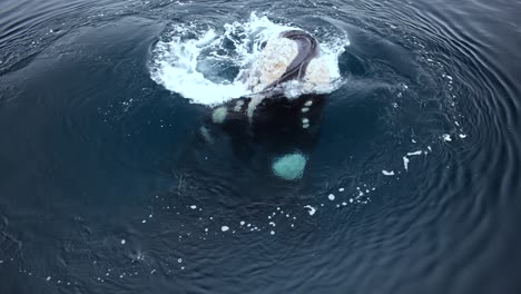 Comportamiento-De-Afloramiento-De-Una-Ballena-Franca-Austral-En-El-Mar-De-Patagonia-En-Argentina---Slowmo