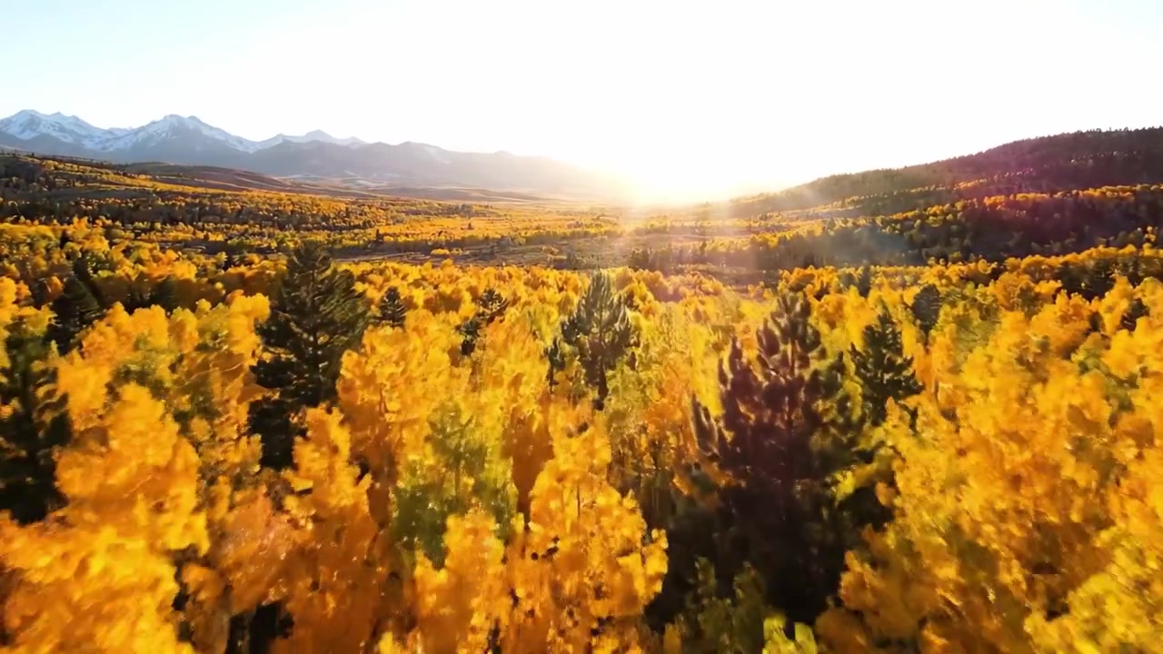 Vedute aeree mozzafiato di foreste autunnali dorate bagnate dal bagliore del tramonto, che mostrano un vibrante fogliame autunnale e maestosi sfondi montuosi
