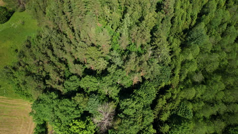 aerial top down view of green forest, fir trees and fertile vegetation in woodland, countryside landscape