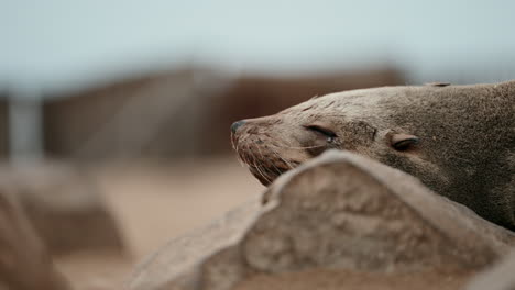 seal resting on rocks