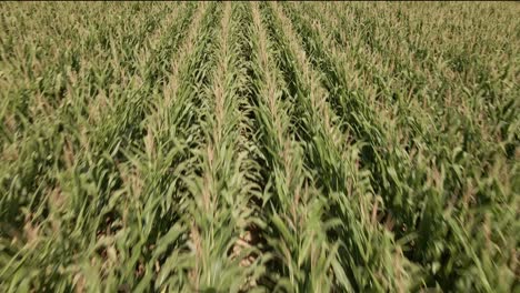 Flying-low-over-a-cornfield-on-a-sunny-afternoon-in-Germany