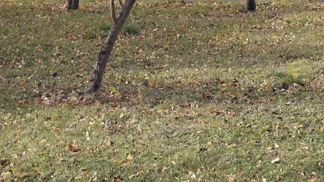 autumn wind blows dry leaves across big lawn in park