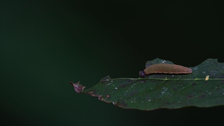 Seen eating the leaf deep into the forest as the wind blows hard before dark, Round headed Caterpillar, Thailand